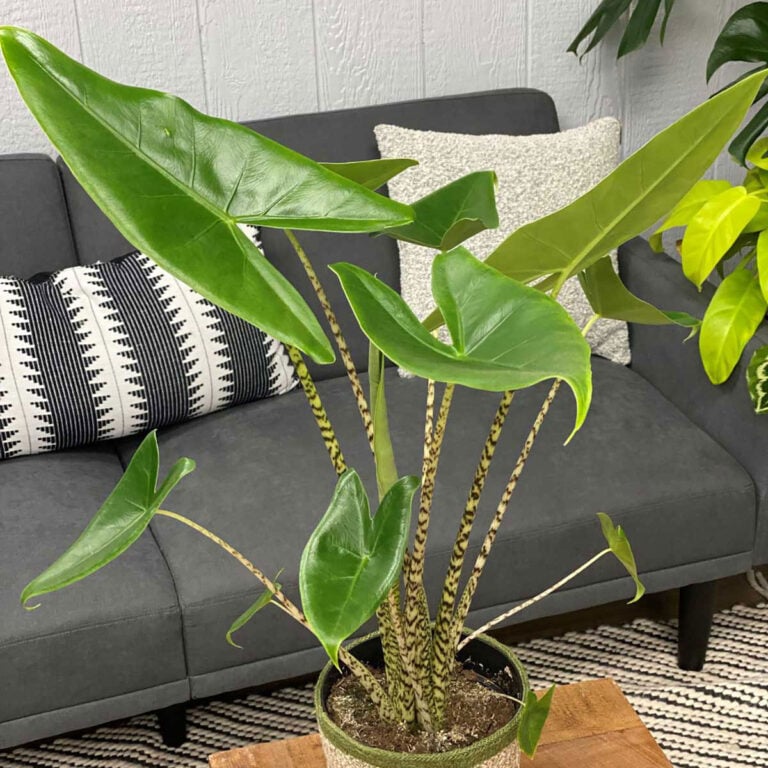Alocasia Types: 23 Varieties to Create a Tropical Ambiance