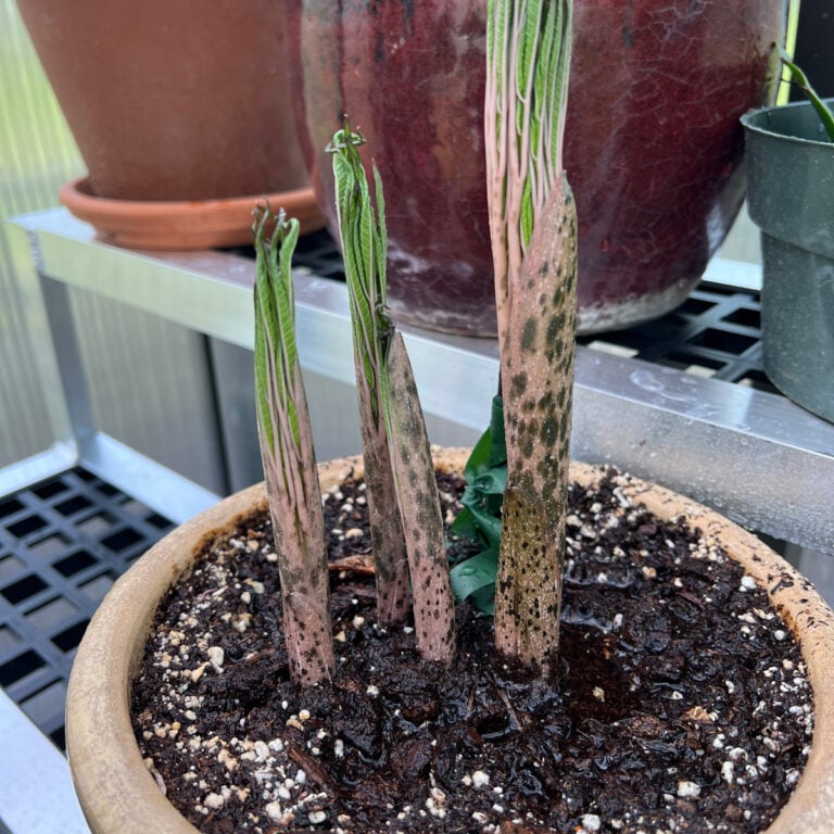 Amorphophallus konjac - 9 Care Tips for Voodoo Lily