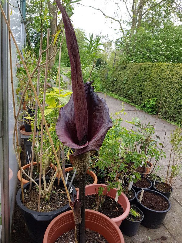 amorphophallus-konjac-flower