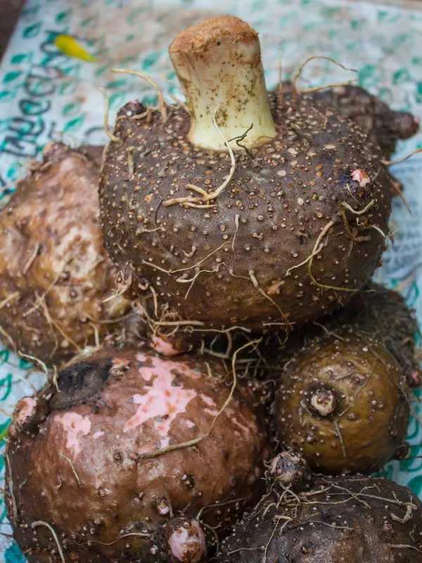 amorphophallus-konjac-tuber-corm