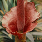 Amorphophallus konjac - 9 Care Tips for Voodoo Lily amorphophallus-konjac-smelly-flower