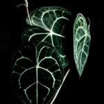 Anthurium Varieties: 21 Unique Types You Can Collect anthurium-clarinervium