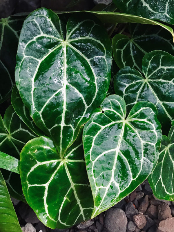 anthurium-crystallinum