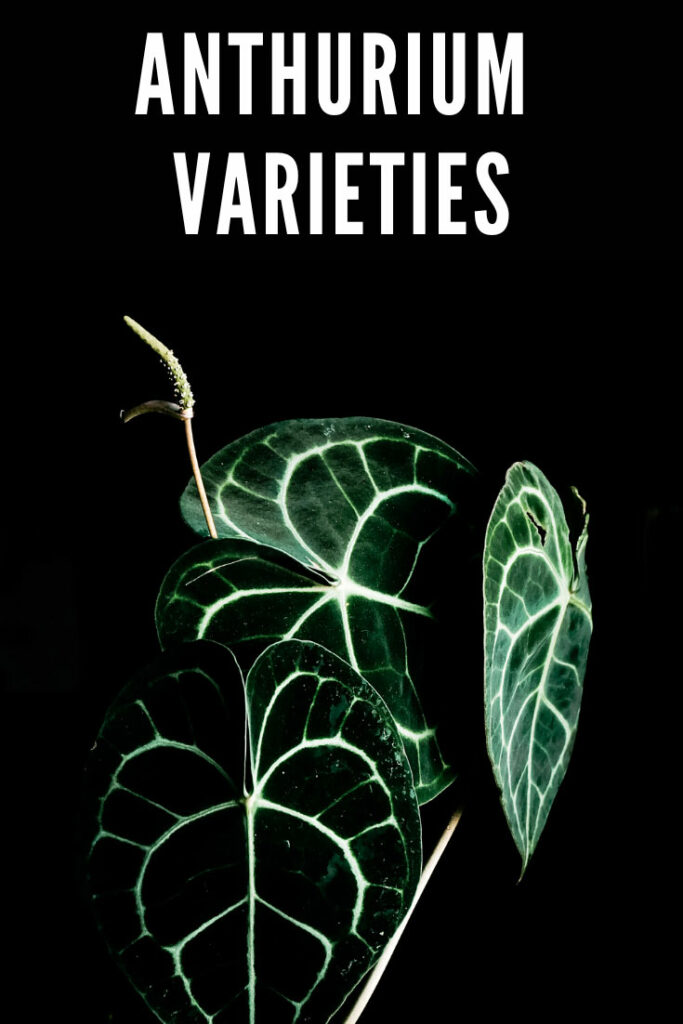 anthurium-varieties