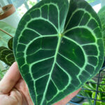 anthurium-varieties-featured-photo