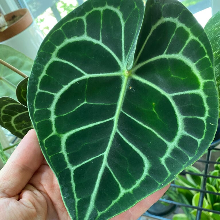 Anthurium Varieties: 21 Unique Types You Can Collect