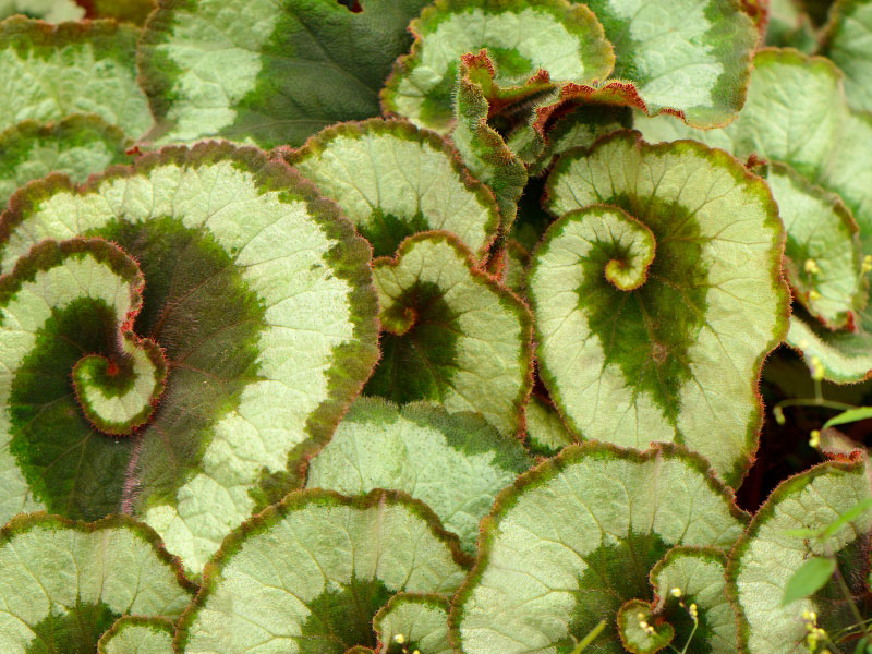 begonia-escargot