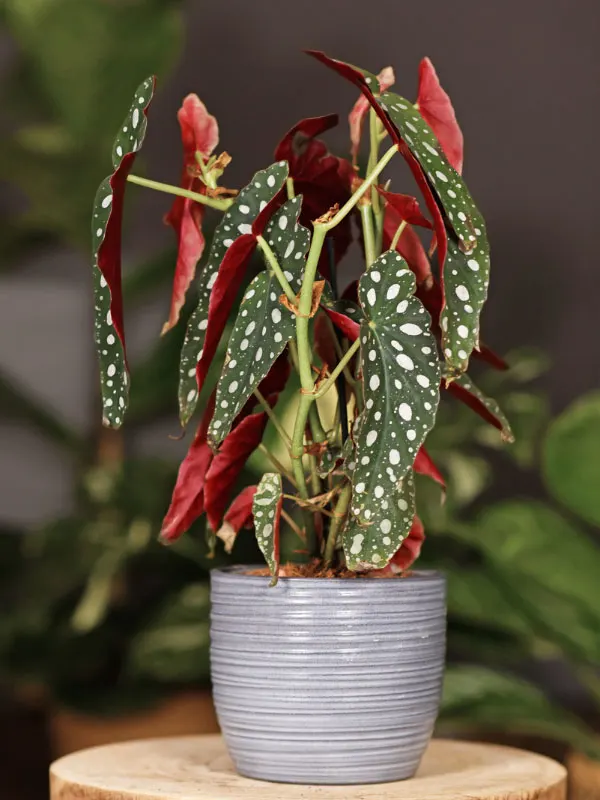 begonia-maculata-wightii