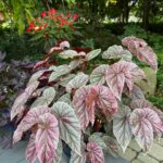 Begonia Types: Top 21 Types to Brighten Up Your Indoor Space begonia-maurice-amey