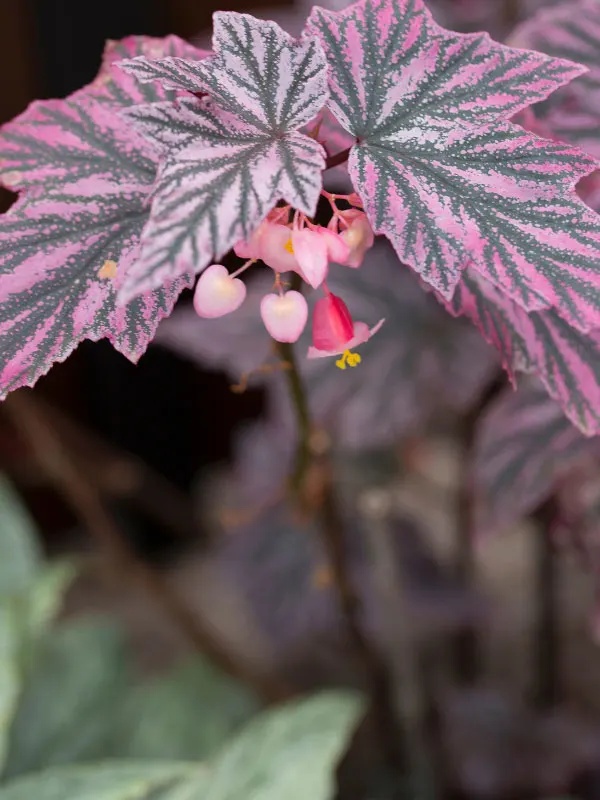 begonia-pink-minx