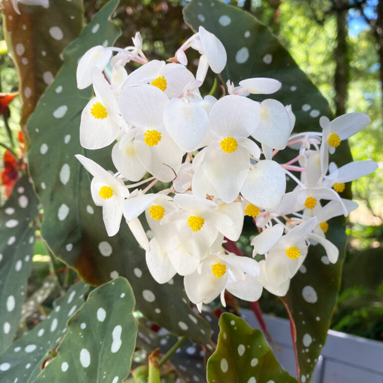 Begonia Types: Top 21 Types to Brighten Up Your Indoor Space