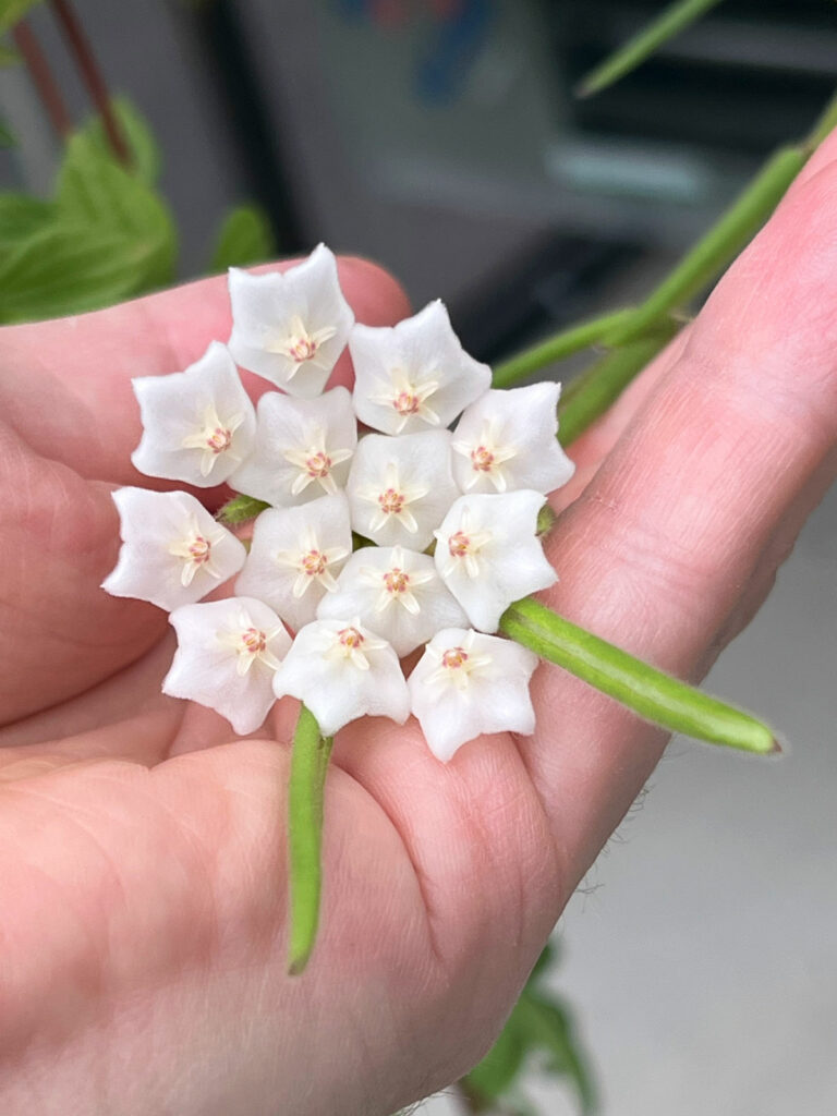 hoya-linearis-flowers