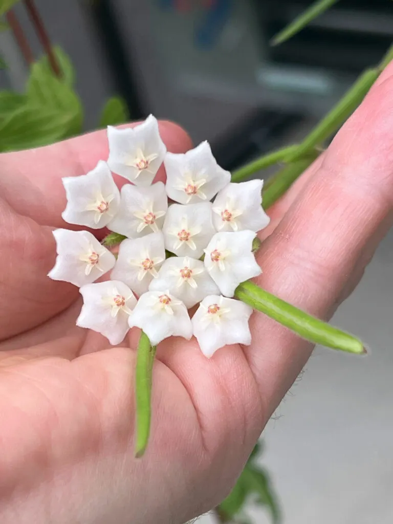 hoya-linearis-flowers