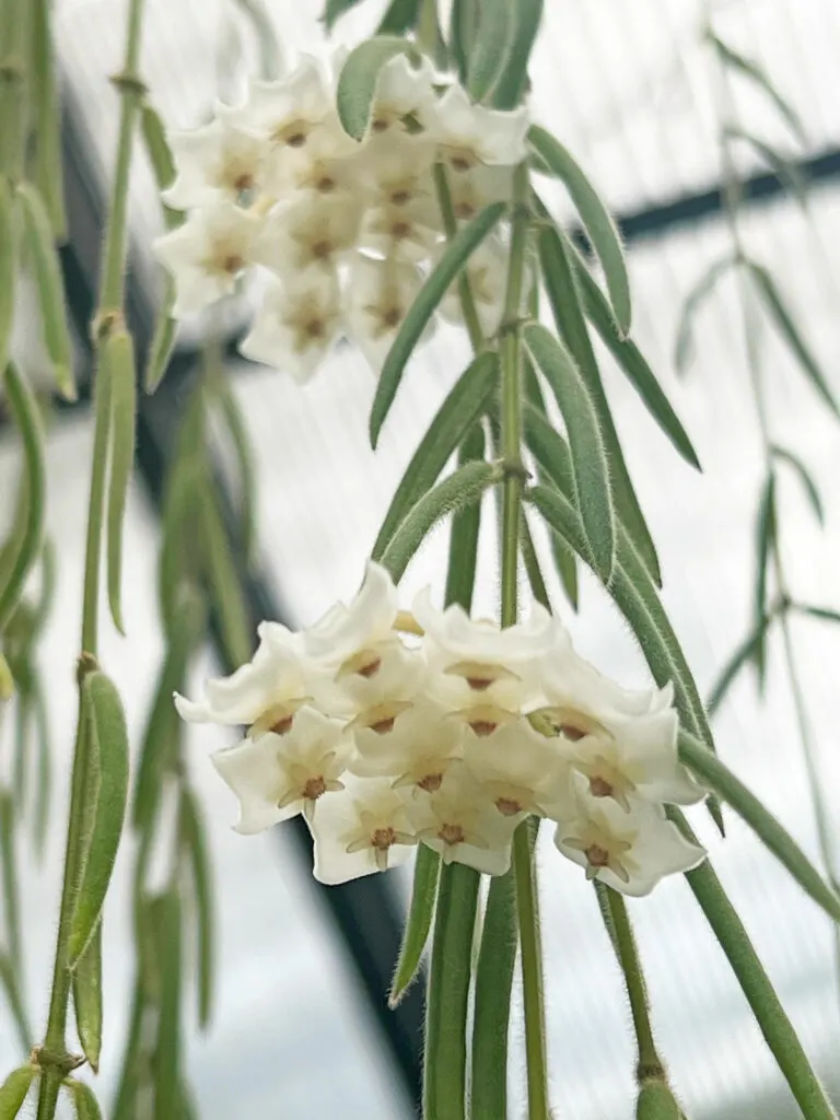 hoya-linearis-flowers