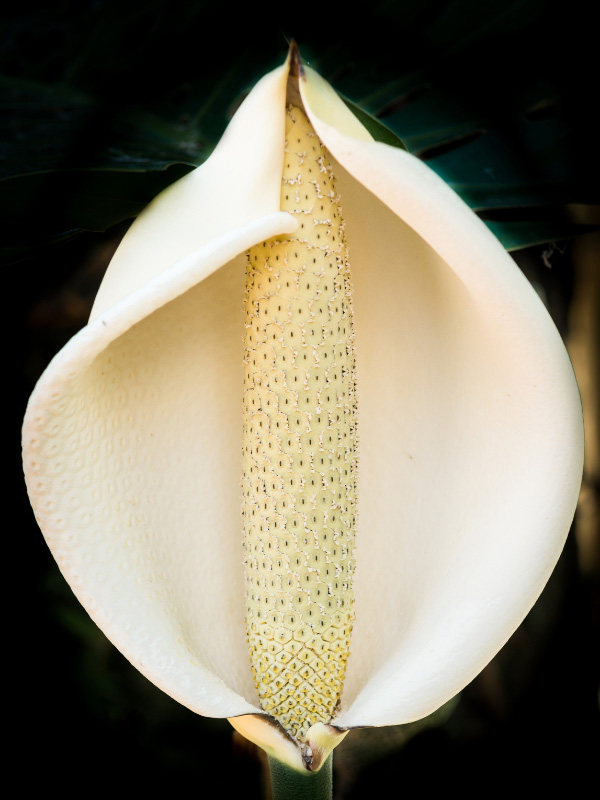 flor de monstruo