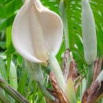 5 Intriguing Facts about the Monstera Flower monstera-flower