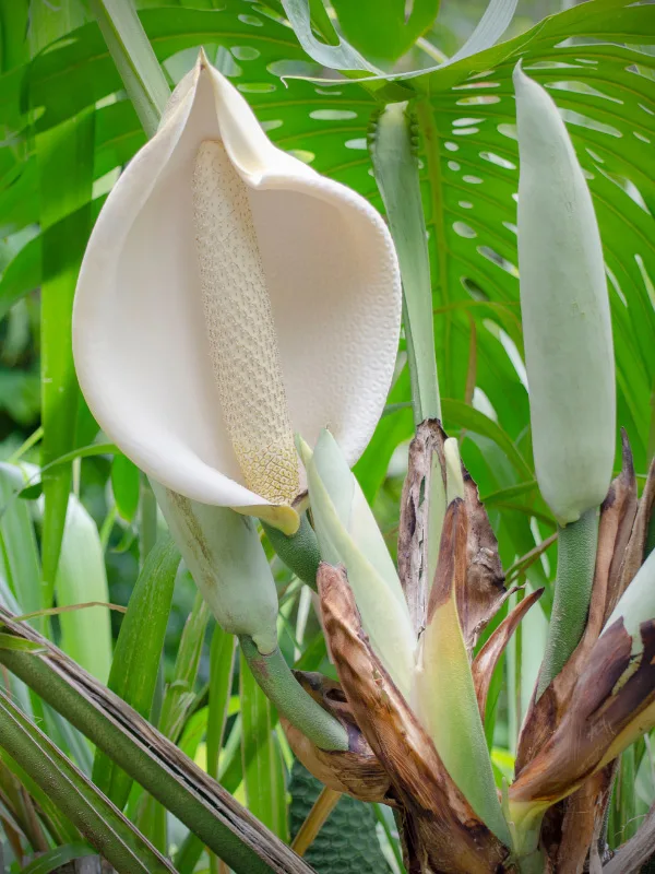 monstera-flower