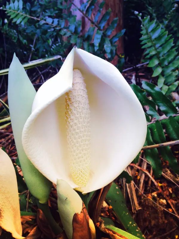 monstera-flower