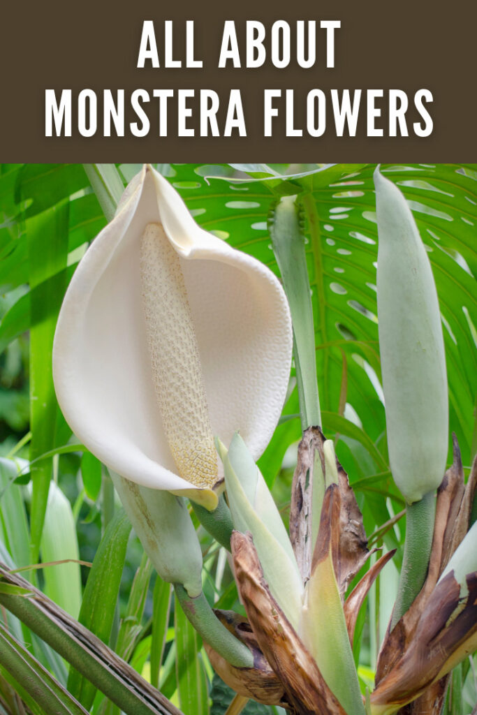 monstera-flower