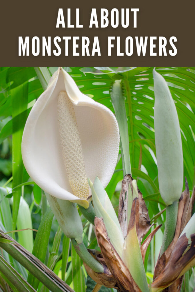 flor de monstruo