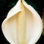 monstera-flower-featured-photo