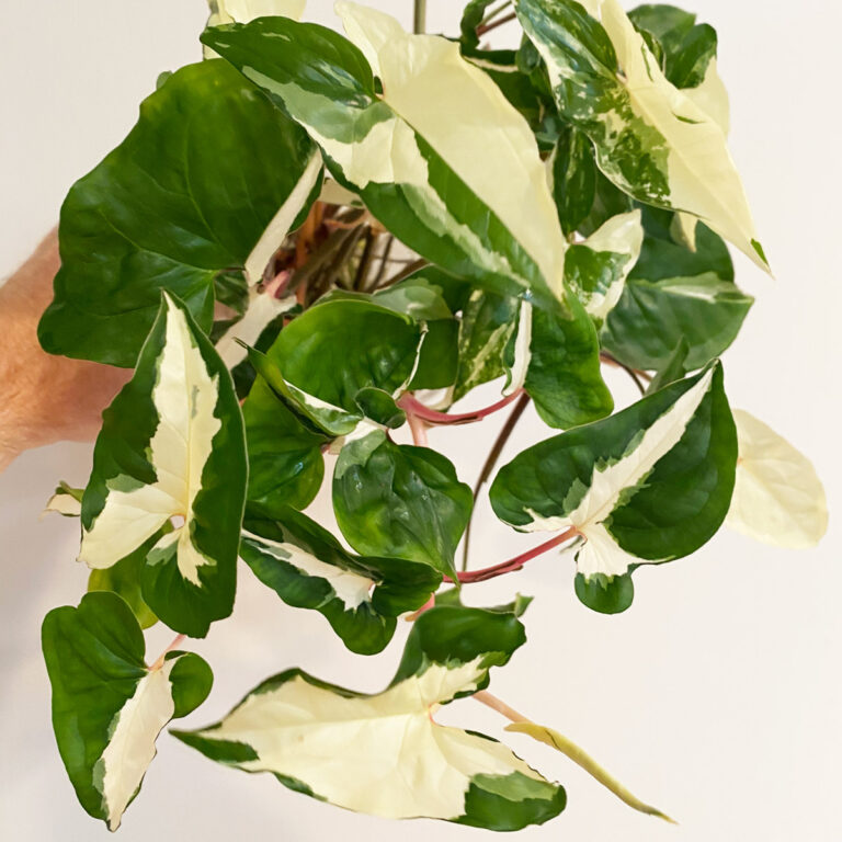 Syngonium Varieties: 23 Gorgeous Types of Arrowhead Vine