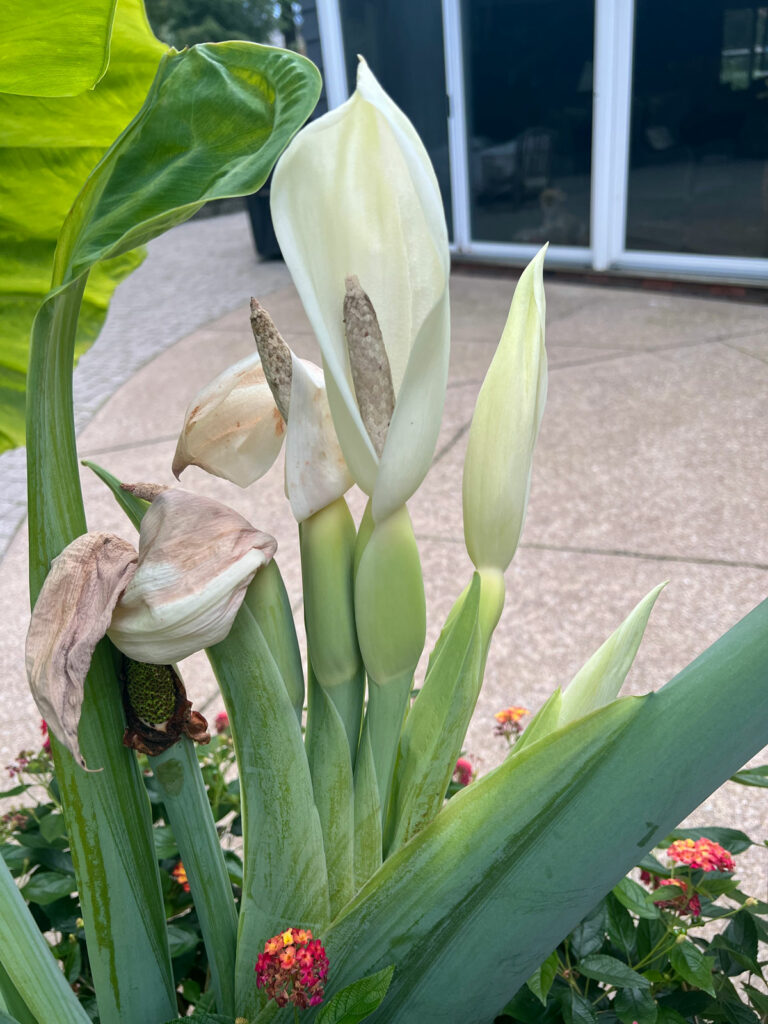 thailand-giant-flowers