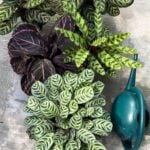 The BEST Distilled Water Alternative for Watering Calathea zero-water-filter-calathea