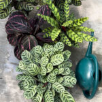 zero-water-filter-calathea-featured-pic