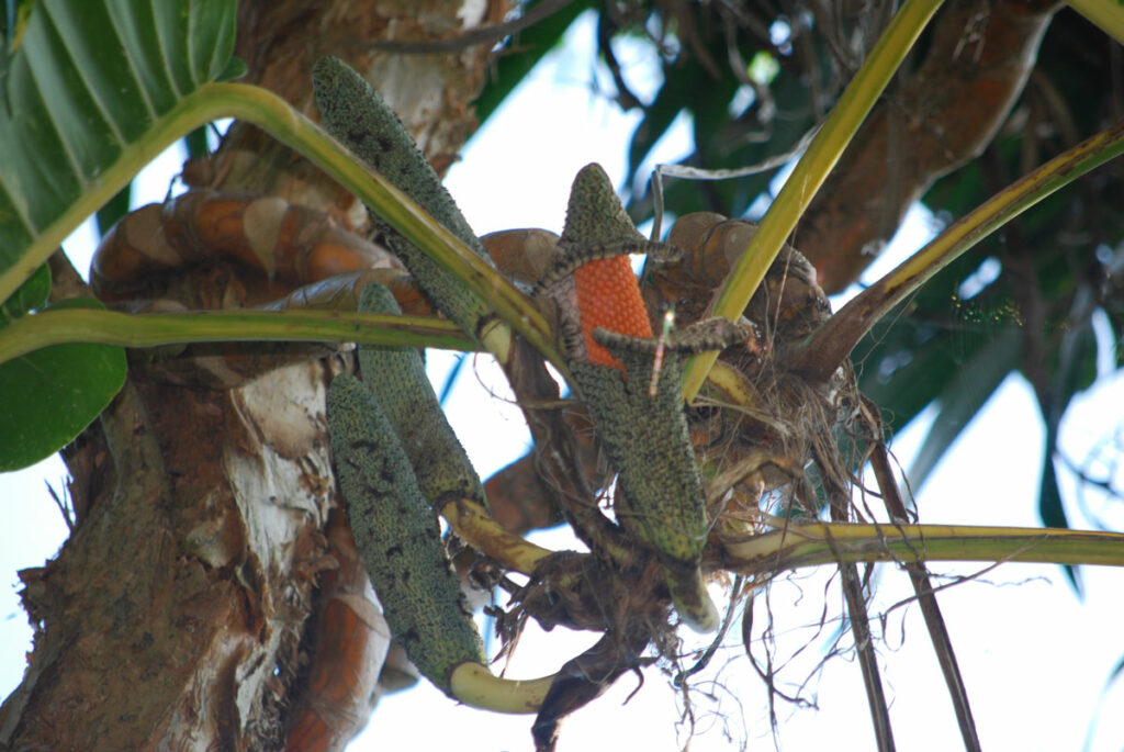 fruta pothos