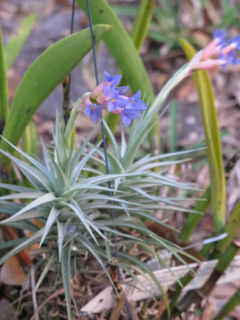 Tillandsia-aeranthos