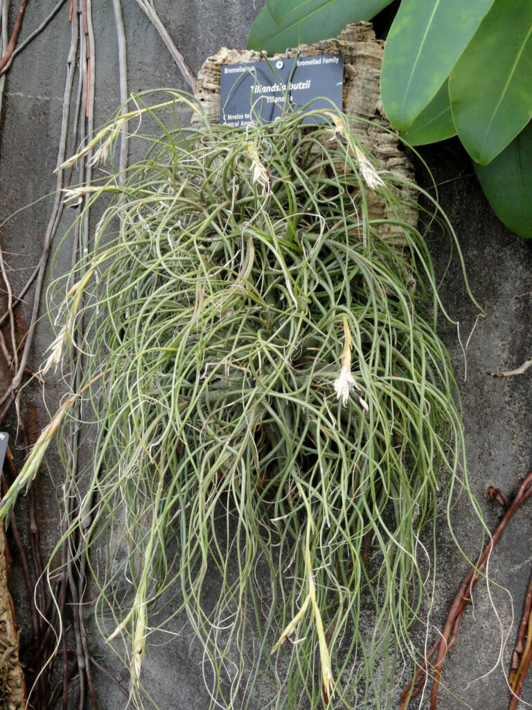 Tillandsia-butzii