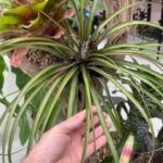 15 Easy Air Plant Varieties for Beginners (Tillandsia) Tillandsia-capitata