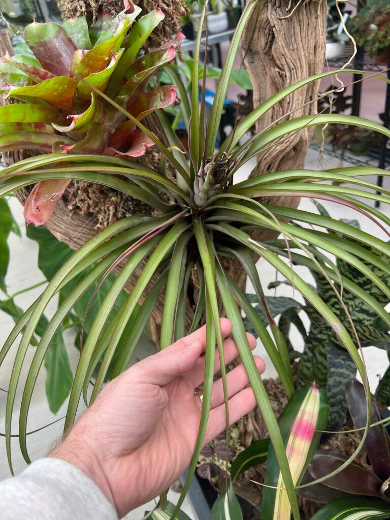 Tillandsia capitata