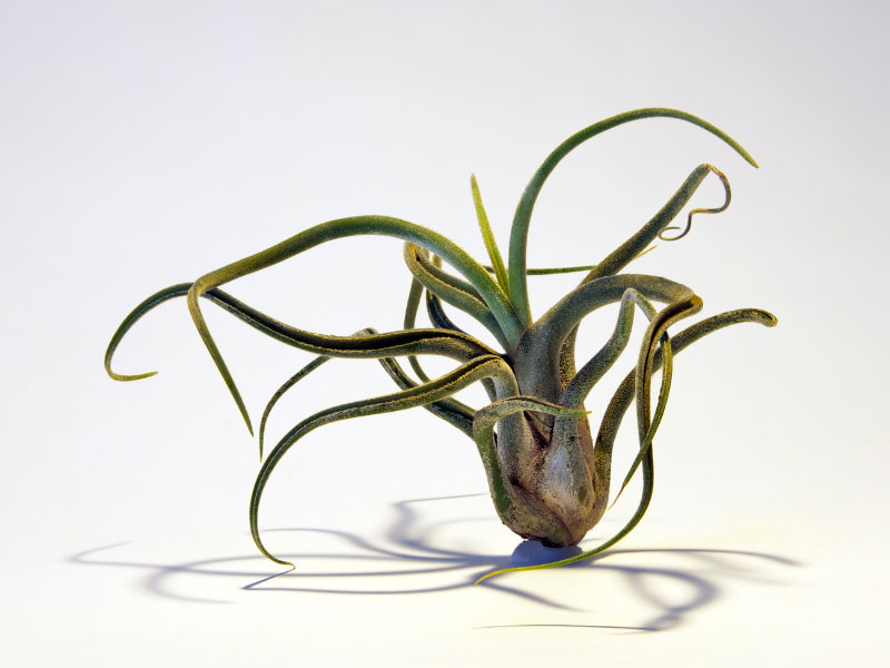 Tillandsia caput medusae