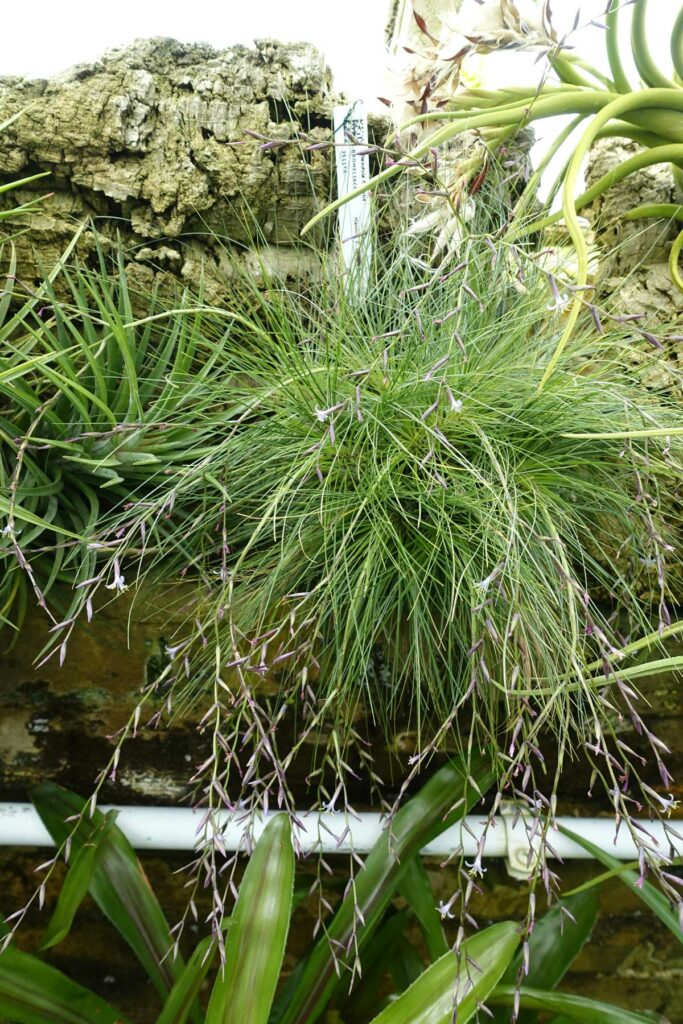 Tillandsia filifolia