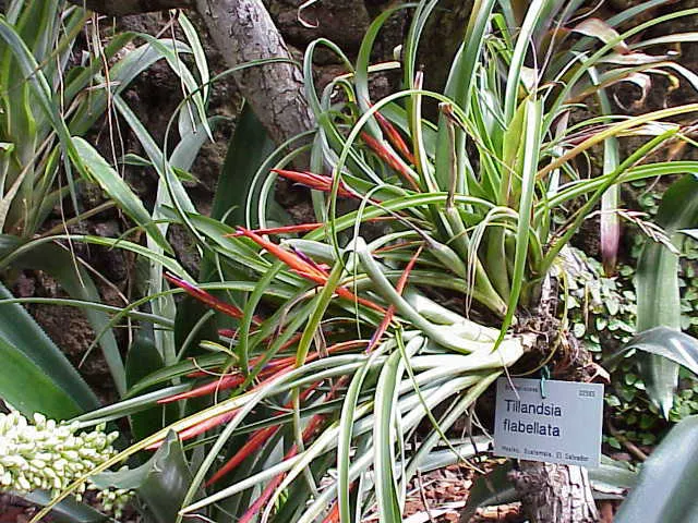 Tillandsia-flabellata