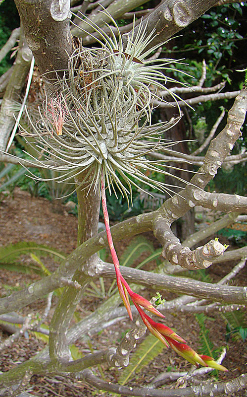 Tillandsia-fuchsii