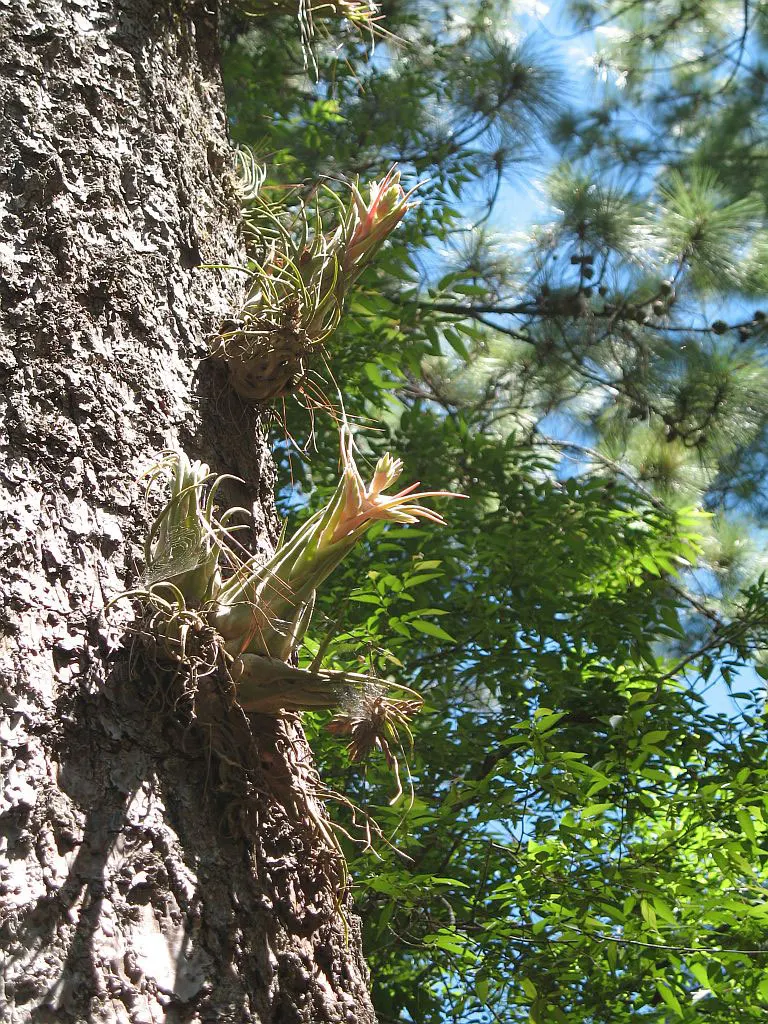 Tillandsia-seleriana