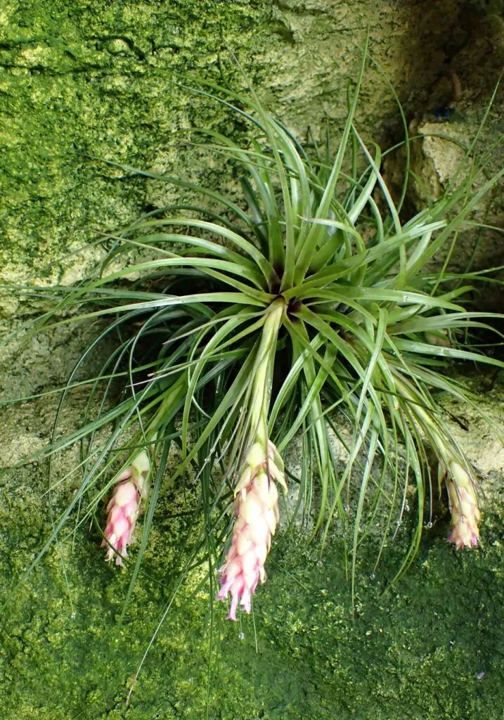 Tillandsia-stricta