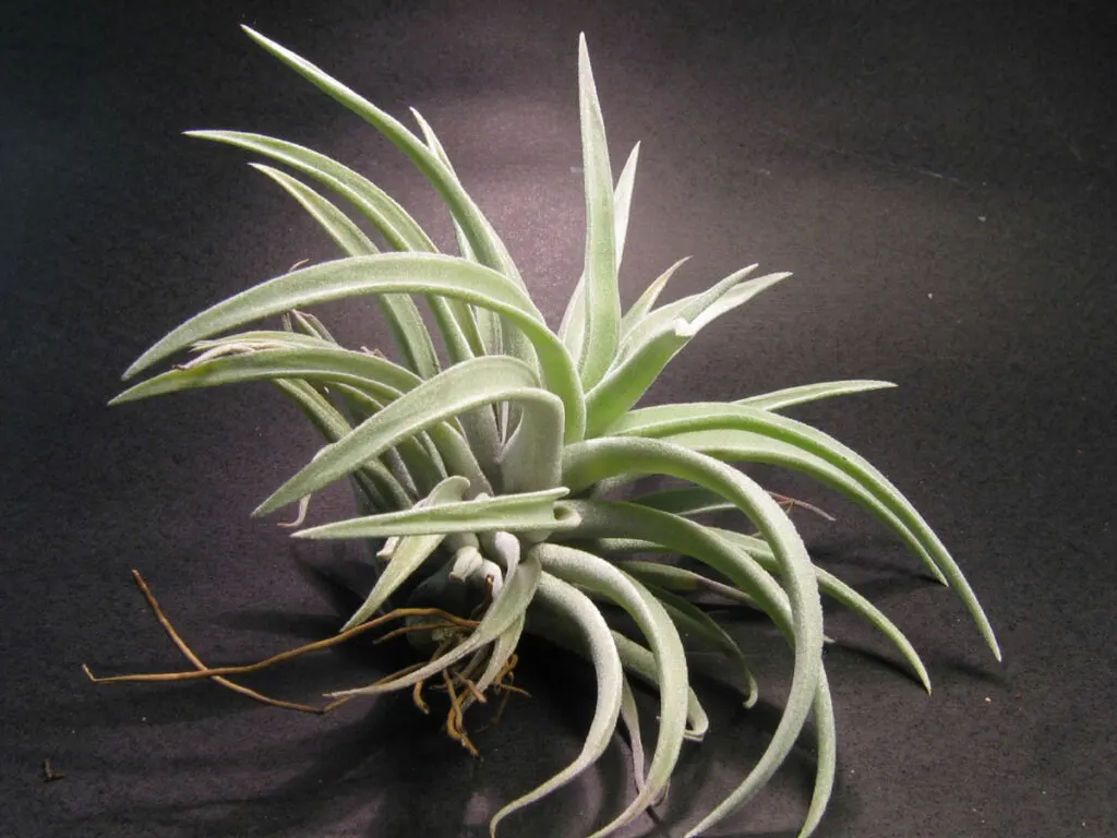 Tillandsia_harrisii