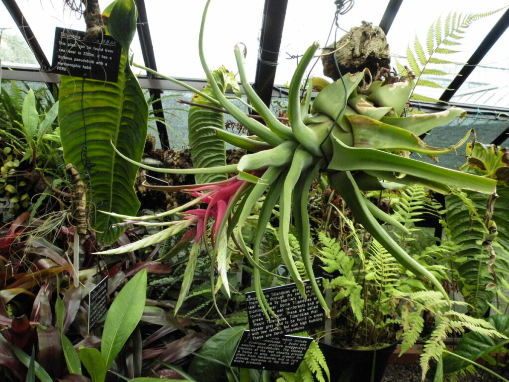 Tillandsia-streptophylla