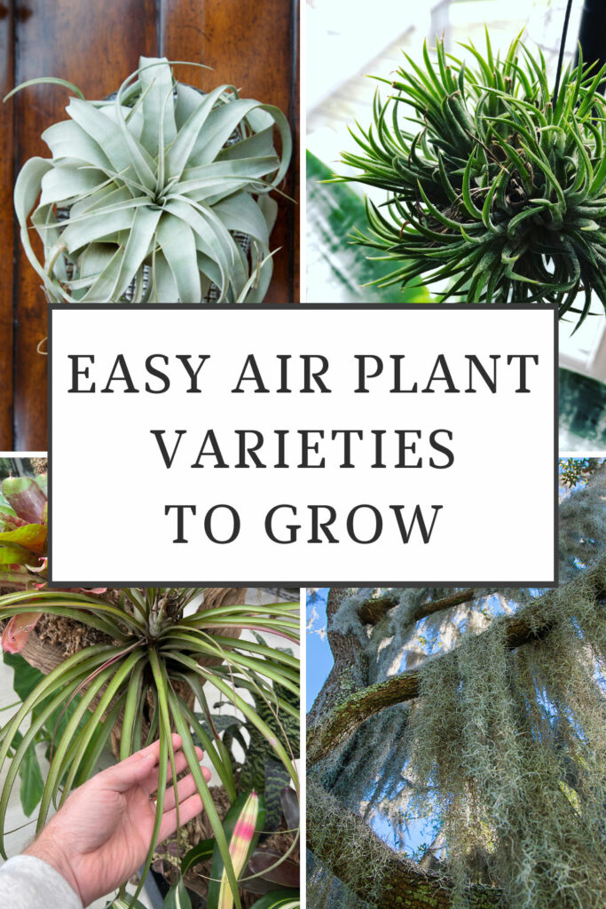 easy-air-plant-varieties