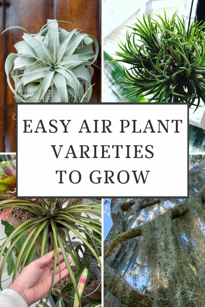 15 Easy Air Plant Varieties For Beginners Tillandsia 15 Easy Air Plant Varieties For Beginners Tillandsia