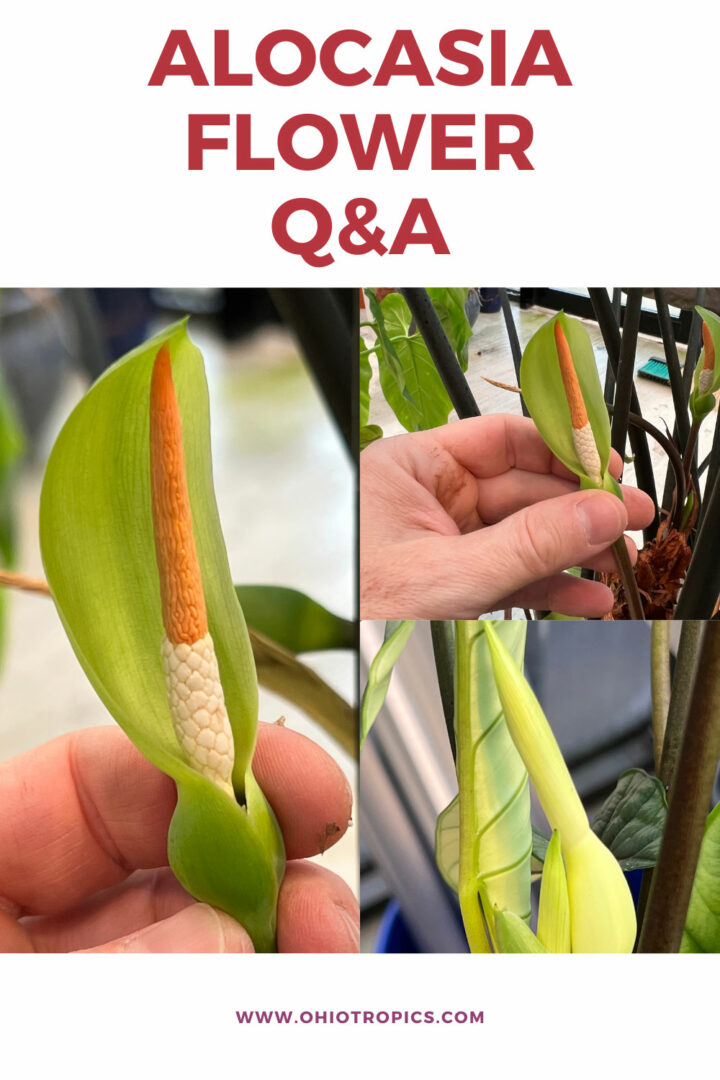 Alocasia Flowers 5 Common Questions Answered (with photos)