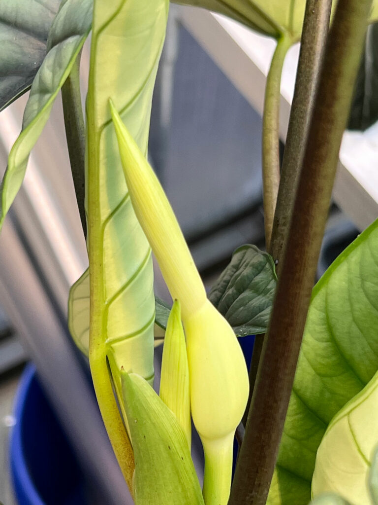 flores de alocasia