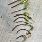 Alocasia Flowers: 5 Common Questions Answered (with photos) alocasia-flowers-inflorescence-life-cycle