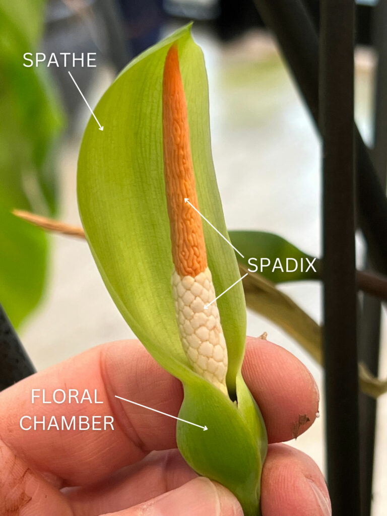 flores de alocasia