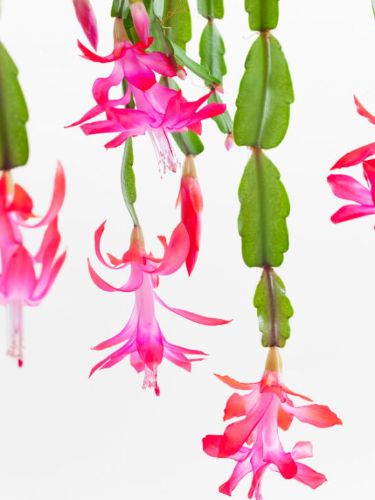 Best Soil for Christmas Cactus 3 Great Choices
