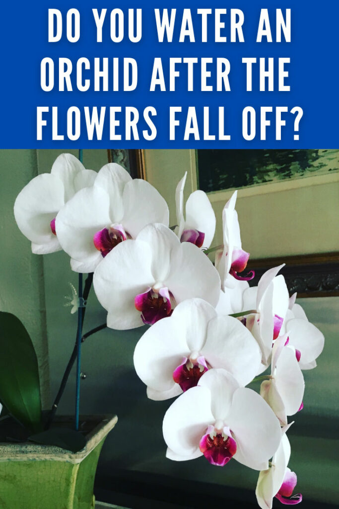 ¿Se riega una orquídea después de la caída de las flores?